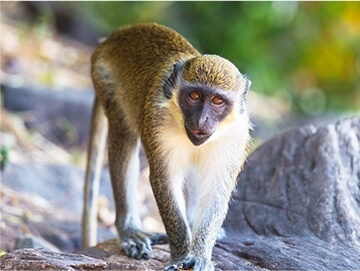 Vervet Monkey