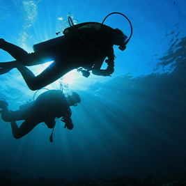 scuba diver investigating coral