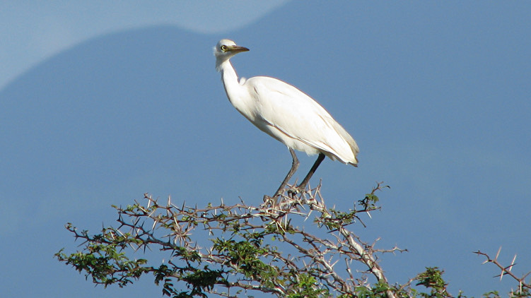 pelican standing on top of tree